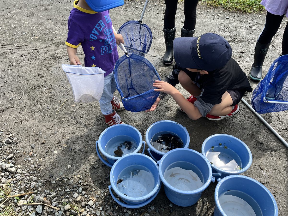生きもの調査で、網でつかまえた生きものをバケツに分けて観察する子どもたち